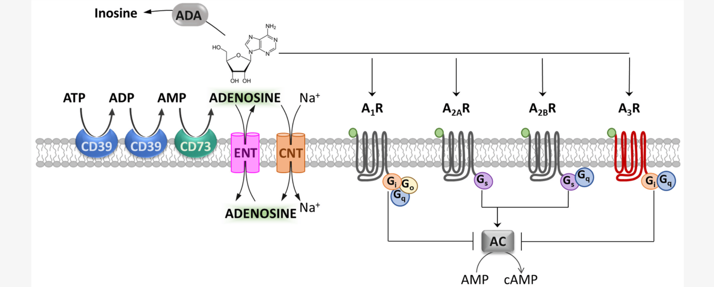 Adenosine Receptors Targeted Library