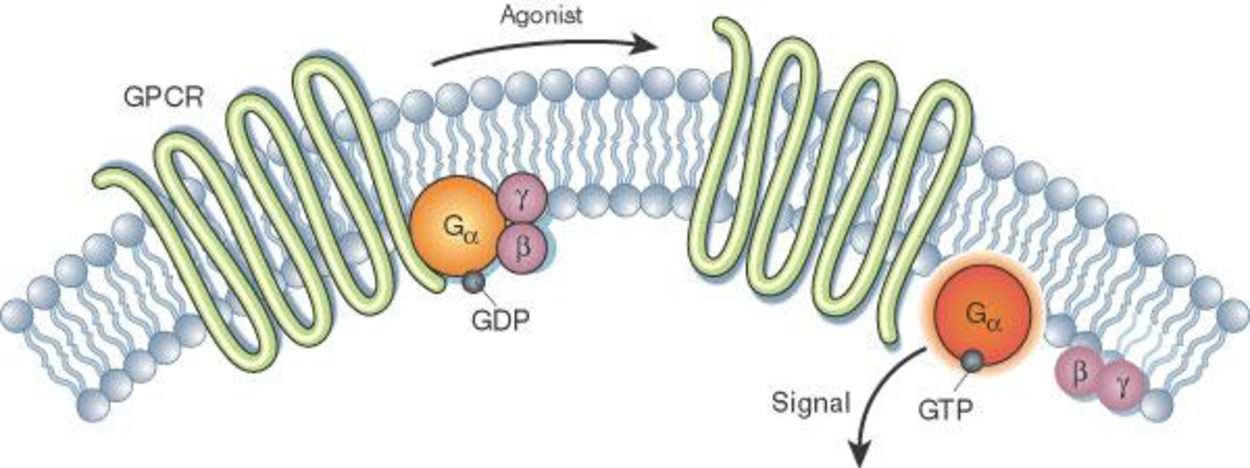 GPCR Targeted Library