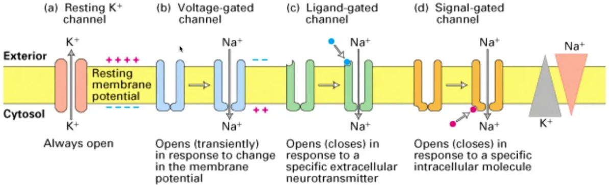 Ligand-Gated Ion Channels Library