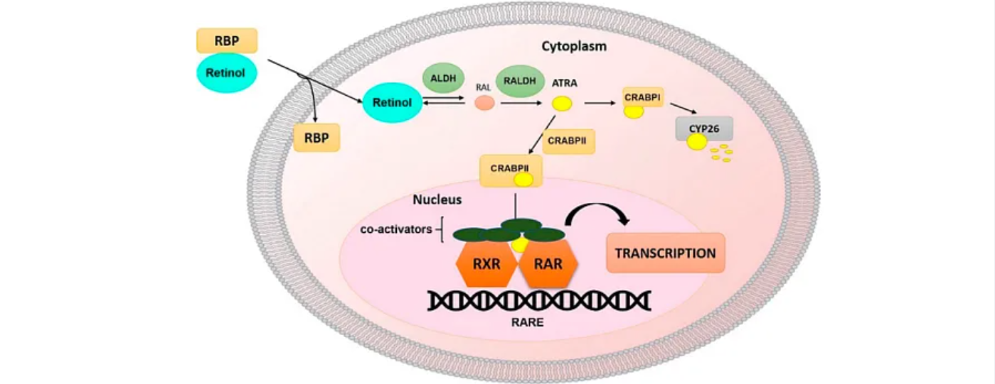 RAR (Nuclear receptors) Ligands Library